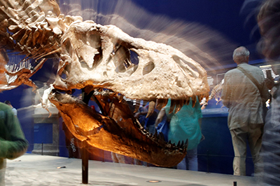 photo of dinosaur skeleton in museum
