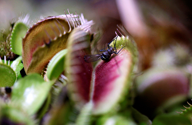 photo of insect landing in venus flytrap plant