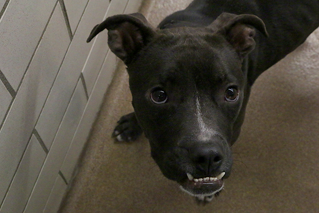 Why Minnesota shelters have so many animals from the South | MinnPost