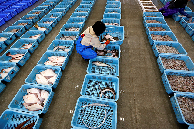 photo of worker sorting fish in japanese fish market