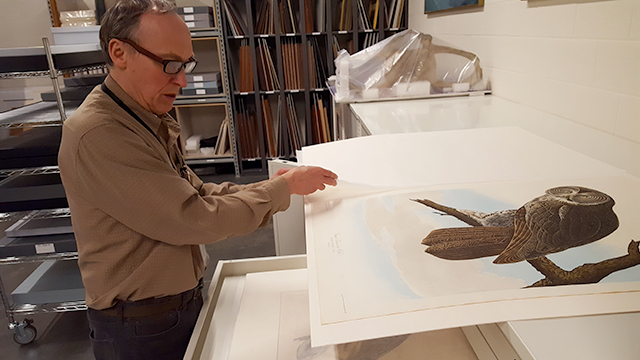 How the Bell Museum revived its original set of Audubon’s