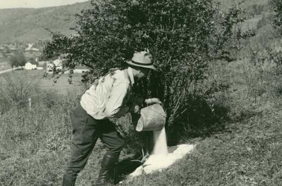 historical photo of worker pouring salt on roots of bush