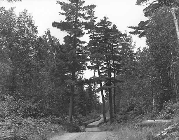 historic photo of dirt road through the woods