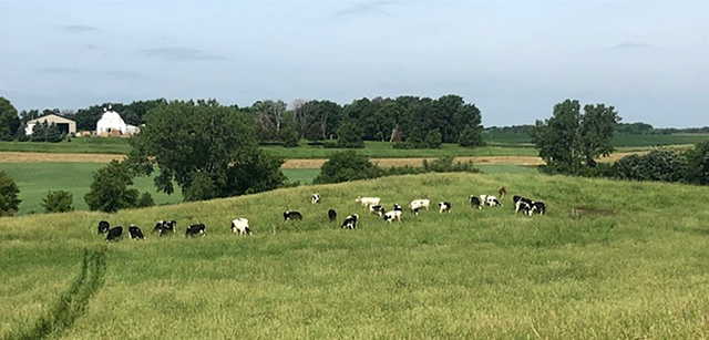 Cows grazing on Jerry Ford’s farm.