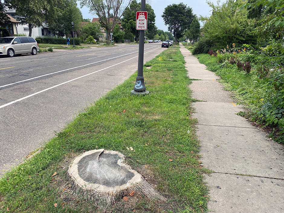 Almost 100 ash trees were cut down on Minnehaha Avenue this spring, part of St. Paul’s triage triggered by the emerald ash borer, which has felled thousands of ashes throughout the city.