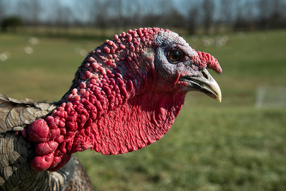 A heritage turkey