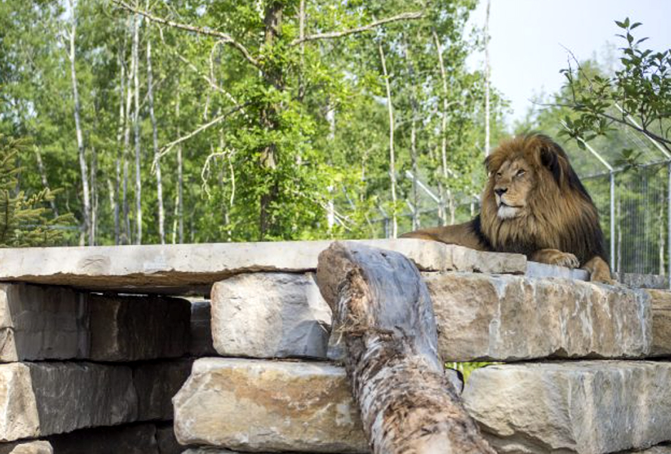 An image of a lion at the nonprofit Wildcat Sanctuary in Sandstone.