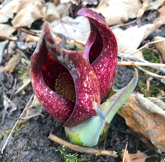 The skunk cabbage’s only goal is to get pollinated.