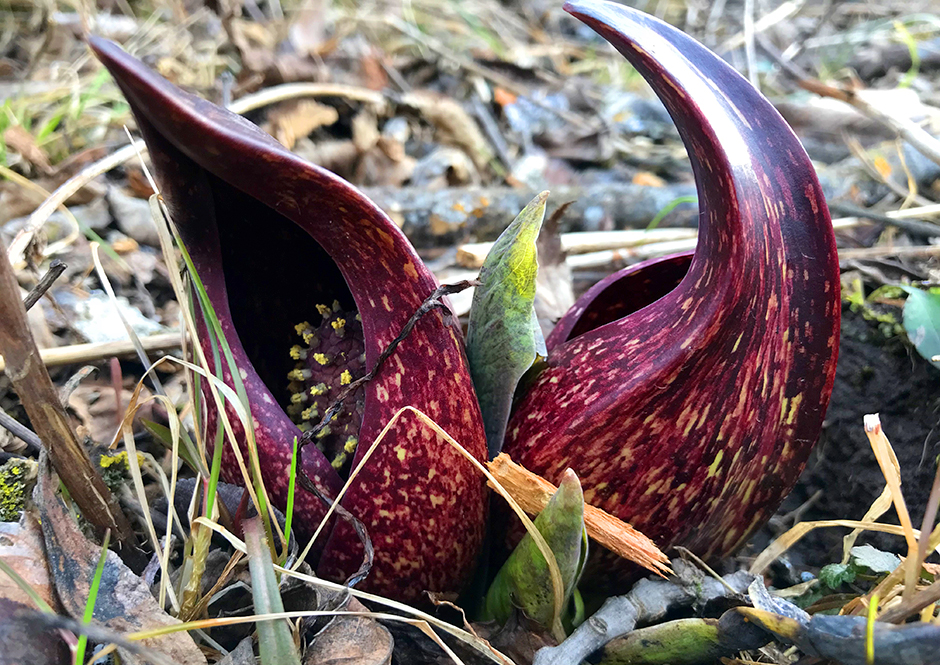 Skunk cabbage is one of the very few plants capable of thermogenesis — of creating heat.