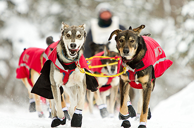An image of a sled dog team from a previous John Beargrease Sled Dog Marathon.
