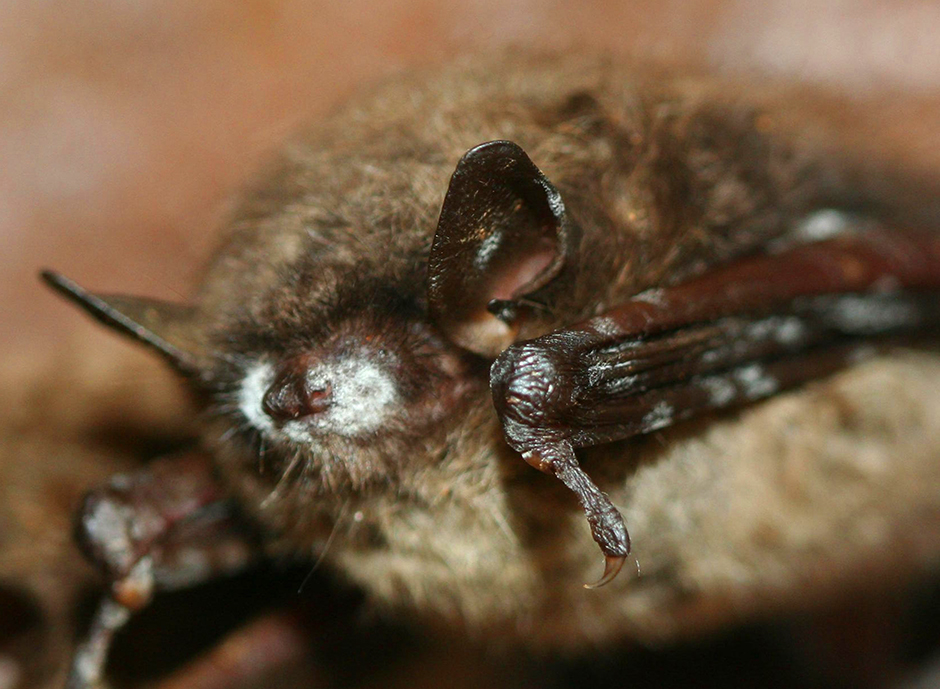 A hibernating brown bat with a white muzzle typical of white-nose syndrome.