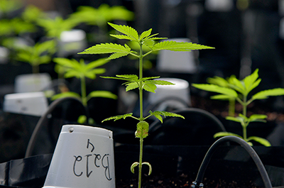 Growing marijuana plants