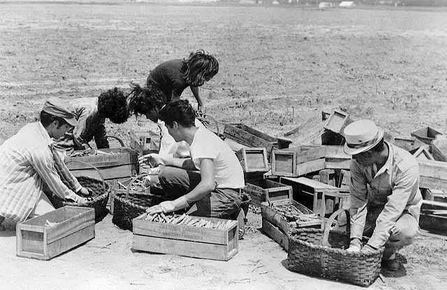 Mexican American migrant farm workers harvesting asparagus near Owatonna, circa 1955.
