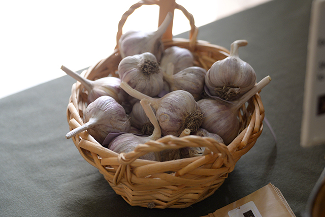 A basket of Purple Glazer garlic