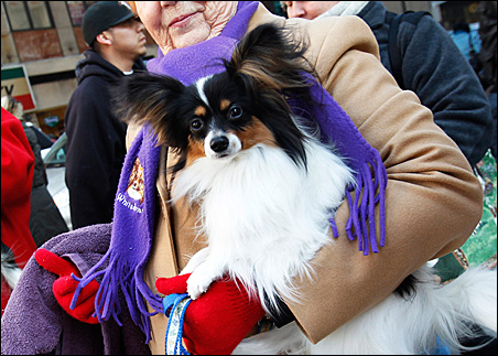 Andy, a Papillon breed, is carried by its owner outside the Hotel Pennsylvania for the 135th Westminster Kennel Club Dog Show.