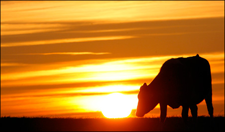 At the center of the latest stem cell debate: A cow grazes at sunset in central England.