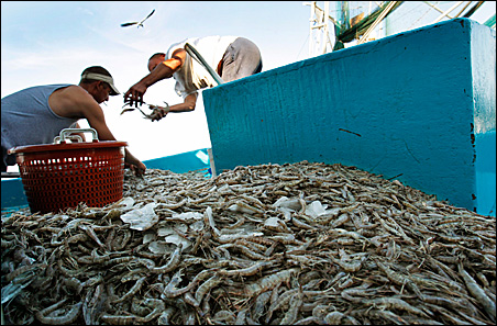 Shrimpers separate their catch at a processing plant at Joshua's Marina in Buras, Louisiana. While some local fishermen have been hired by BP to assist in oil spill clean-up efforts, others continue to fish the bay side of the coastal waters.