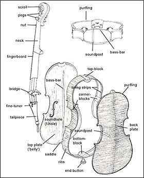 Violin anatomy