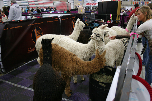 I learned about the Suri breed of alpaca, which resemble mops to me.
